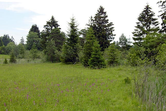 Gewässerentwicklungskonzept für den Kienbach